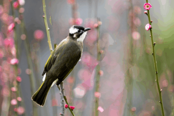 Bulbul Love in Hainan: Heartwarming Egg Incubation Tale Bulbul_Love_in_Hainan__Heartwarming_Egg_Incubation_Tale video poster