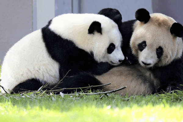 Chengdu Welcomes Four Giant Pandas from Japan’s Wakayama Chengdu_Welcomes_Four_Giant_Pandas_from_Japan_s_Wakayama