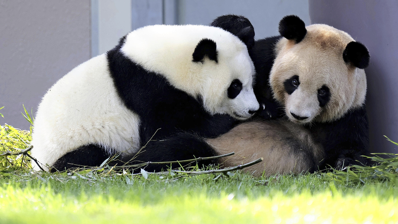 Chengdu_Welcomes_Four_Giant_Pandas_from_Japan_s_Wakayama