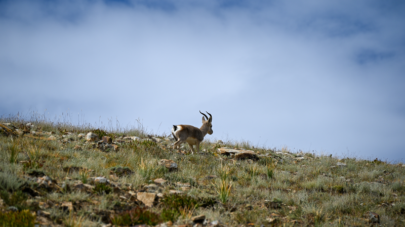 China_Unveils_Detailed_Grassland_Map_on_the_Roof_of_the_World - Namaste Headlines China_Unveils_Detailed_Grassland_Map_on_the_Roof_of_the_World