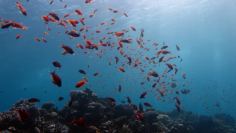 China Unveils Global Ocean Fusion Dataset at UN Conference China_Unveils_Global_Ocean_Fusion_Dataset_at_UN_Conference