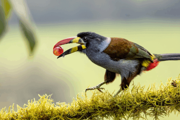 Chinese Researchers Crack the Sour Taste Code in Birds Chinese_Researchers_Crack_the_Sour_Taste_Code_in_Birds