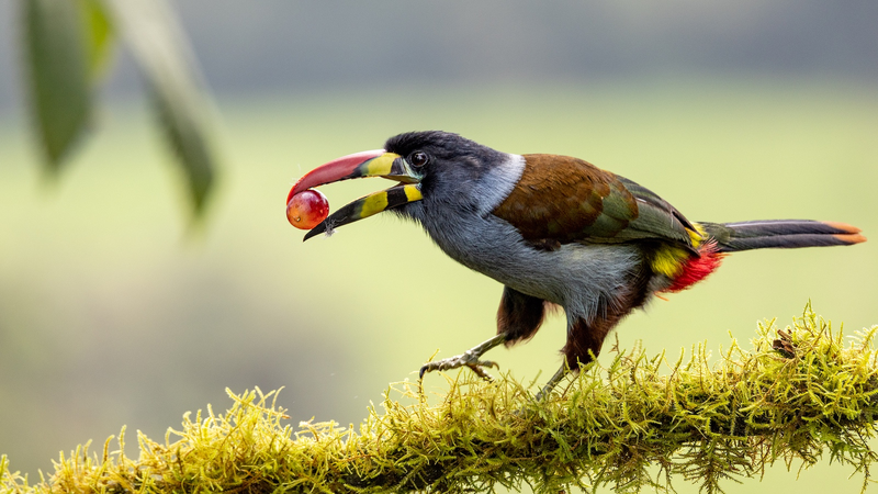 Chinese_Researchers_Crack_the_Sour_Taste_Code_in_Birds