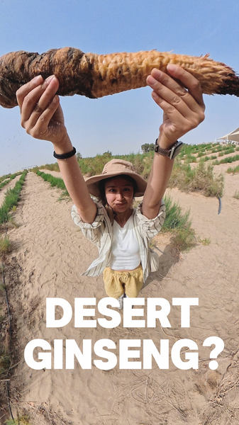 Desert Ginseng: Ancient Wisdom Fights Drought & Builds Futures Desert_Ginseng__Ancient_Wisdom_Fights_Drought___Builds_Futures video poster