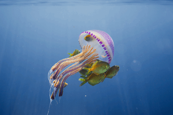 Dive into the Deep Blue: World Oceans Day Special Dive_into_the_Deep_Blue__World_Oceans_Day_Special