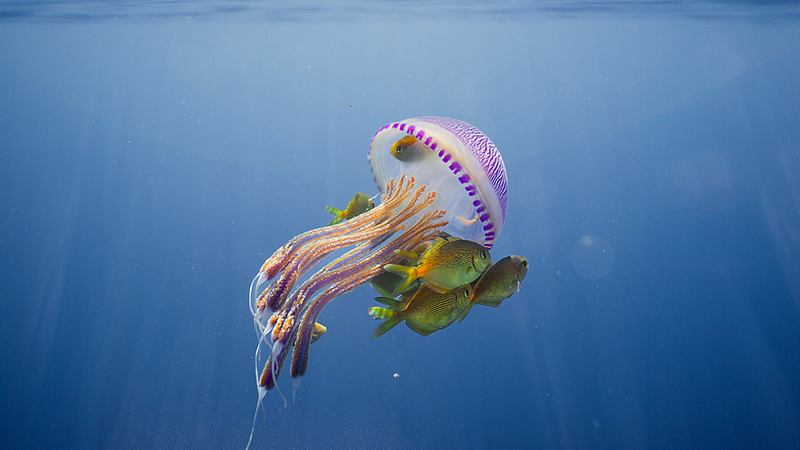 Dive_into_the_Deep_Blue__World_Oceans_Day_Special - Namaste Headlines Dive_into_the_Deep_Blue__World_Oceans_Day_Special