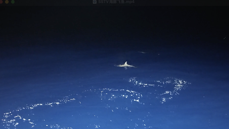 Dolphin vs. Flying Fish: Epic Underwater Chase at Beijiao Reef! Dolphin_vs__Flying_Fish__Epic_Underwater_Chase_at_Beijiao_Reef_ video poster