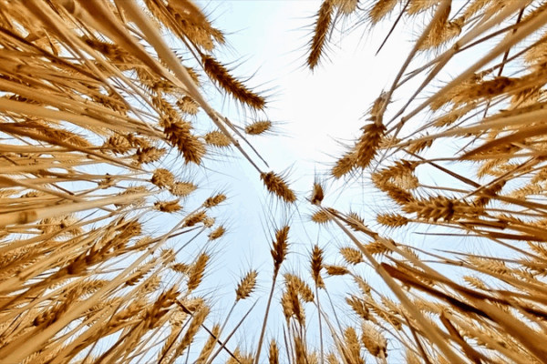 Golden Waves: China’s Bustling Winter Wheat Harvest Golden Waves: China’s Bustling Winter Wheat Harvest video poster