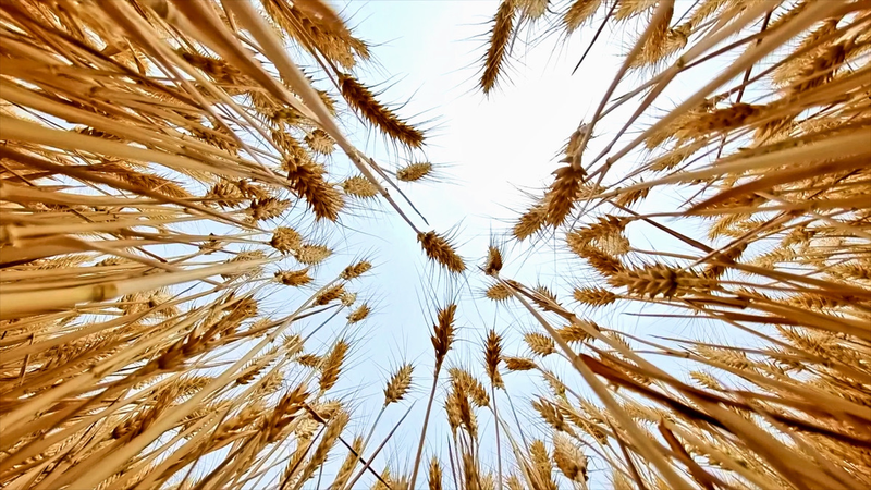 ETIFSP21FZXR0VGR9ZBB - Namaste Headlines Golden Waves: China’s Bustling Winter Wheat Harvest video poster