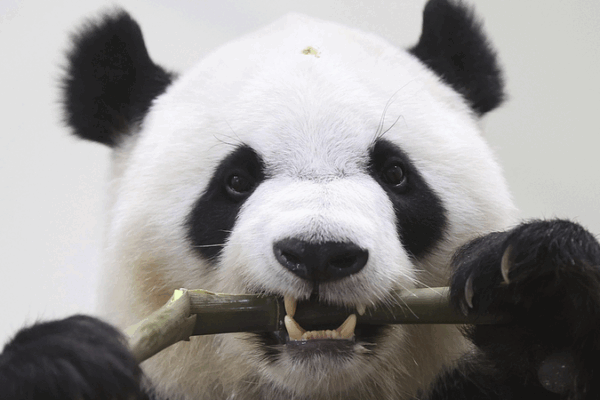 Farewell Iconic Pandas Journey from Japan to China Farewell_Iconic_Pandas_Journey_from_Japan_to_China