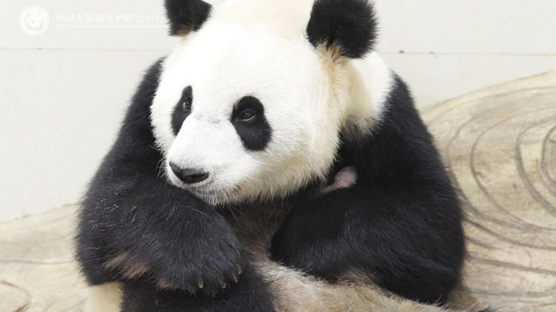 First_Panda_Cub_of_2025_Lights_Up_Sichuan_Conservation_