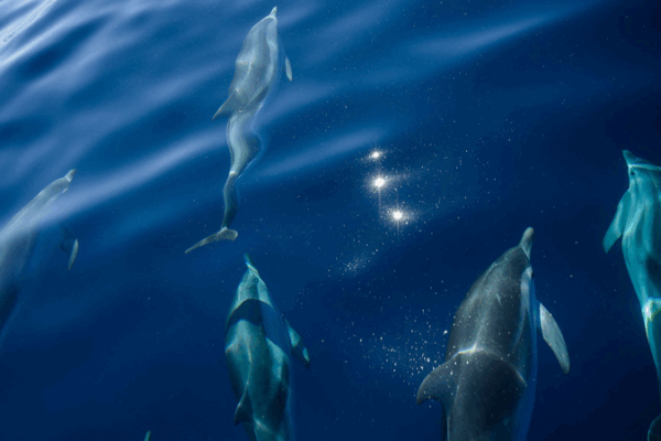 France Makes a Splash in Marine Conservation France_Makes_a_Splash_in_Marine_Conservation
