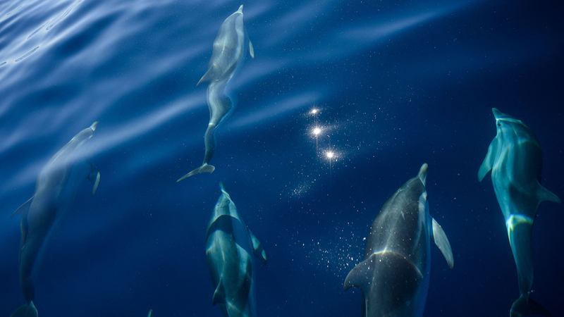 France_Makes_a_Splash_in_Marine_Conservation - Namaste Headlines France_Makes_a_Splash_in_Marine_Conservation