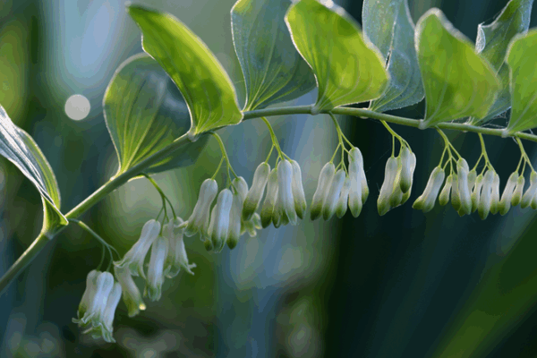 Fujian’s Green Finance Sparks Sustainable Herb Farming Fujian_s_Green_Finance_Sparks_Sustainable_Herb_Farming