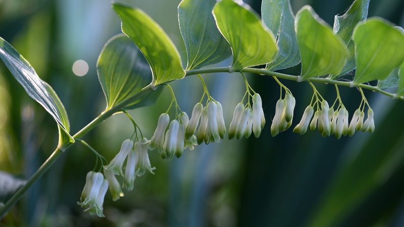 Fujian_s_Green_Finance_Sparks_Sustainable_Herb_Farming - Namaste Headlines Fujian_s_Green_Finance_Sparks_Sustainable_Herb_Farming