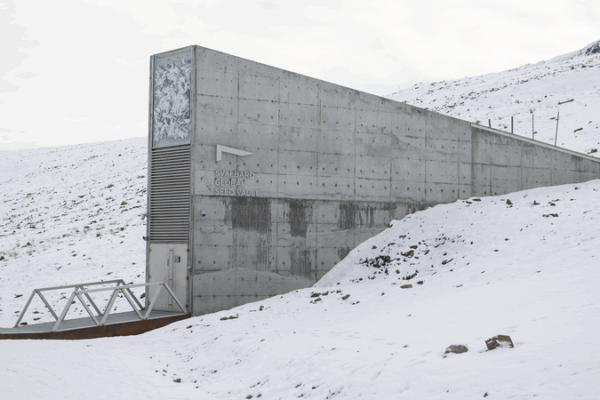 Global Gene Banks Boost Svalbard Vault With Over 11K Seeds Global_Gene_Banks_Boost_Svalbard_Vault_With_Over_11K_Seeds