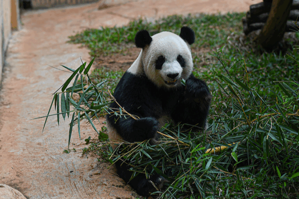 Gong Gong & Shun Shun: Unveiling Panda Life in Hainan Gong_Gong___Shun_Shun__Unveiling_Panda_Life_in_Hainan video poster