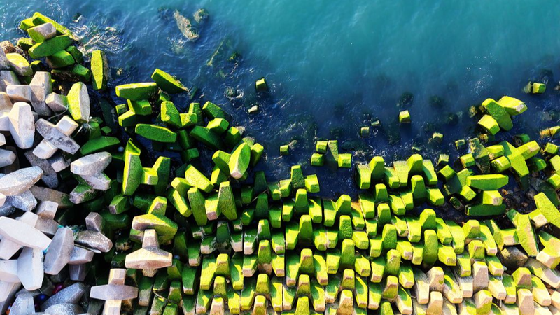 Green_Algae_Transforms_Qingdao_s_Breakwater - Namaste Headlines Green_Algae_Transforms_Qingdao_s_Breakwater