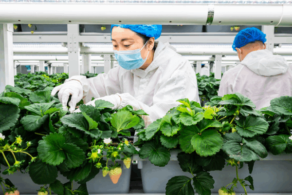 Green Transformation Fuels Future Growth Green_Transformation_Fuels_Future_Growth