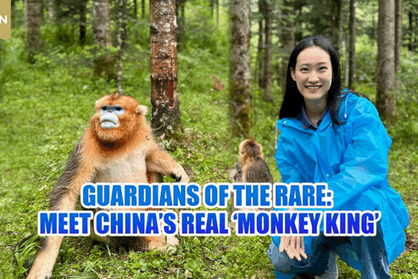 Guardians of the Rare: China’s Real Monkey King Guardians_of_the_Rare__China_s_Real_Monkey_King video poster