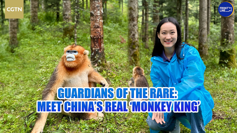 Guardians_of_the_Rare__China_s_Real_Monkey_King video poster