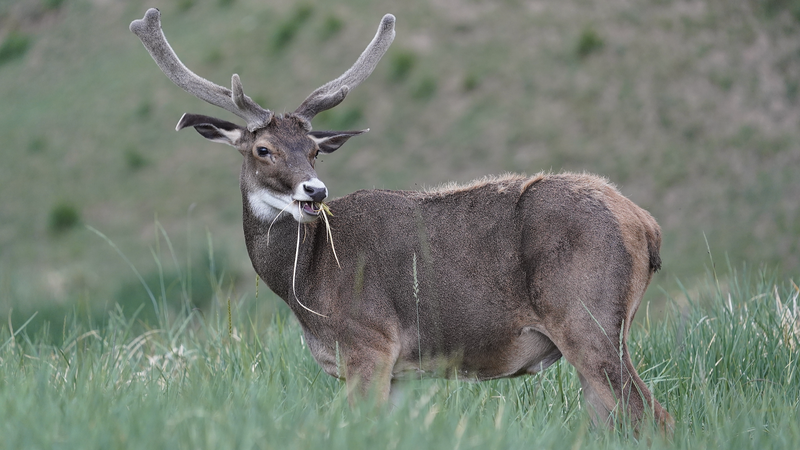 Gut Microbes: Secret Allies for High-Altitude Deer on the Roof of the World Gut_Microbes__Secret_Allies_for_High_Altitude_Deer_on_the_Roof_of_the_World