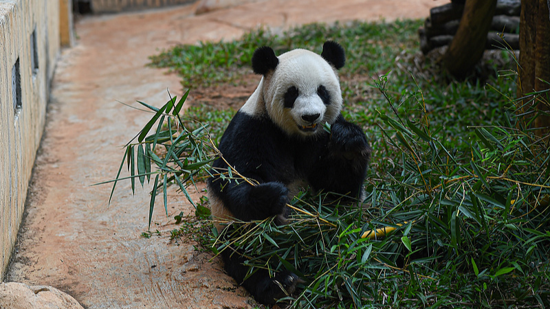 Inside Hainan Panda Life: Meet Gong Gong & Shun Shun Inside_Hainan_Panda_Life__Meet_Gong_Gong___Shun_Shun video poster