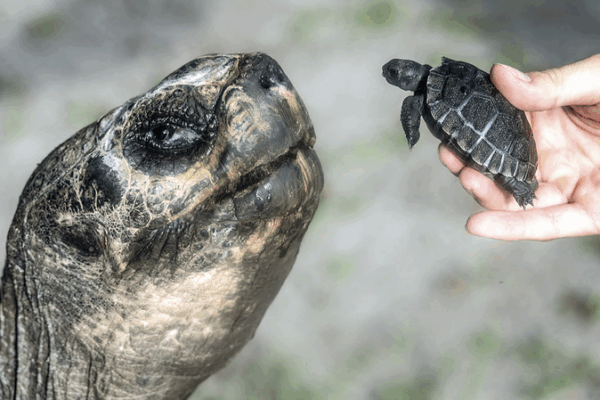 Legendary Tortoise Goliath Celebrates 135th Birthday & First Father’s Day Legendary_Tortoise_Goliath_Celebrates_135th_Birthday___First_Father_s_Day