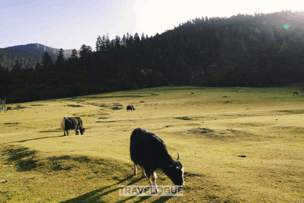 Lulang: Rural Revival & Harmony in Xizang Lulang__Rural_Revival___Harmony_in_Xizang