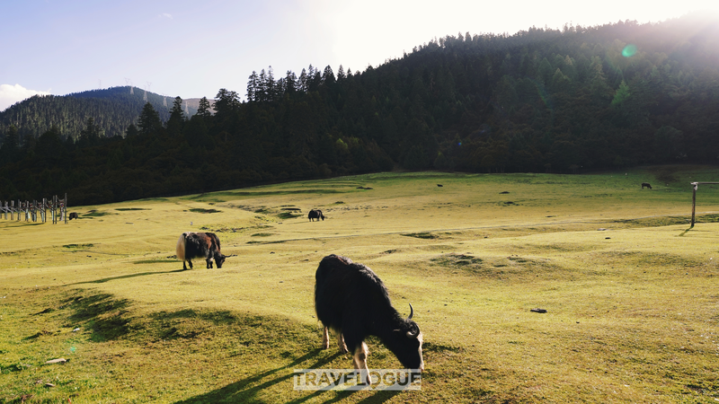 Lulang__Rural_Revival___Harmony_in_Xizang