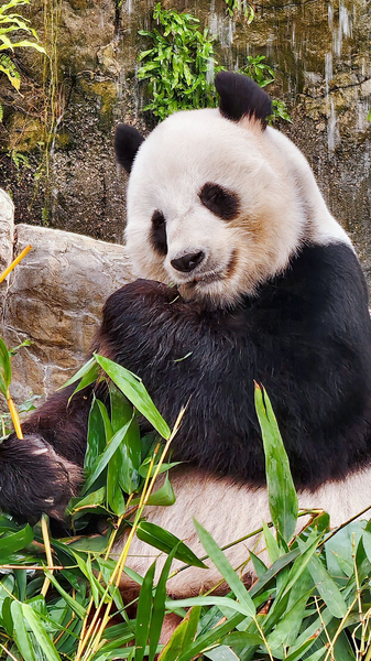 Meet Le Le: Hong Kong’s Foodie Giant Panda & New Family Star Meet_Le_Le__Hong_Kong_s_Foodie_Giant_Panda___New_Family_Star video poster