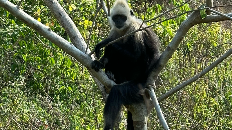 Monkey Droppings: A Key to White-Headed Langur Survival Monkey_Droppings__A_Key_to_White_Headed_Langur_Survival video poster