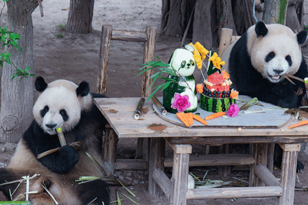 Panda Twins’ 4th Birthday Bash at Chongqing Zoo Panda_Twins__4th_Birthday_Bash_at_Chongqing_Zoo