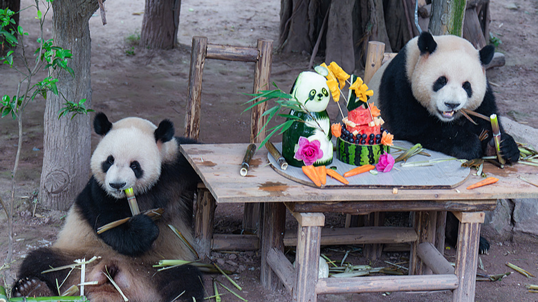 Panda_Twins__4th_Birthday_Bash_at_Chongqing_Zoo - Namaste Headlines Panda_Twins__4th_Birthday_Bash_at_Chongqing_Zoo