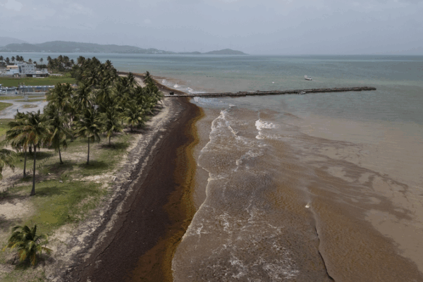 Record Seaweed Surge Chokes Caribbean Beaches Record_Seaweed_Surge_Chokes_Caribbean_Beaches