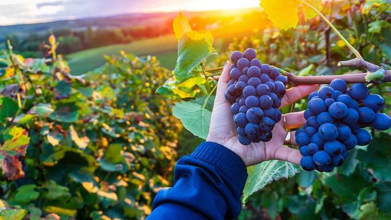Smart Tech Boosts Wine Innovation in NW China Smart_Tech_Boosts_Wine_Innovation_in_NW_China