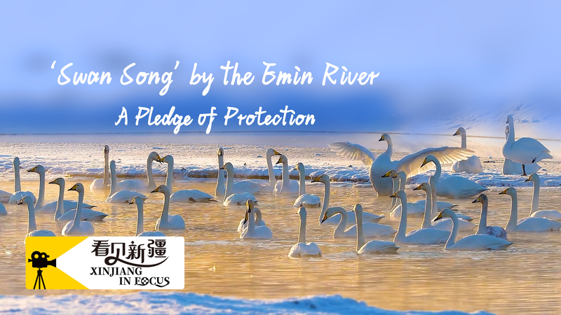 Swan Song: Local Hero Transforms Emin River into Thriving Swan Bay Swan_Song__Local_Hero_Transforms_Emin_River_into_Thriving_Swan_Bay video poster