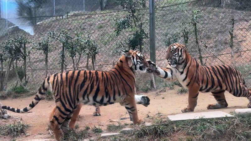 Tiger Slap: Playful Paws or Fierce Rivalry? Tiger_Slap__Playful_Paws_or_Fierce_Rivalry_ video poster