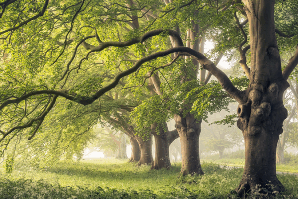 Tree-Trunk Breathing: Nature’s Climate Cool Down Tree_Trunk_Breathing__Nature_s_Climate_Cool_Down