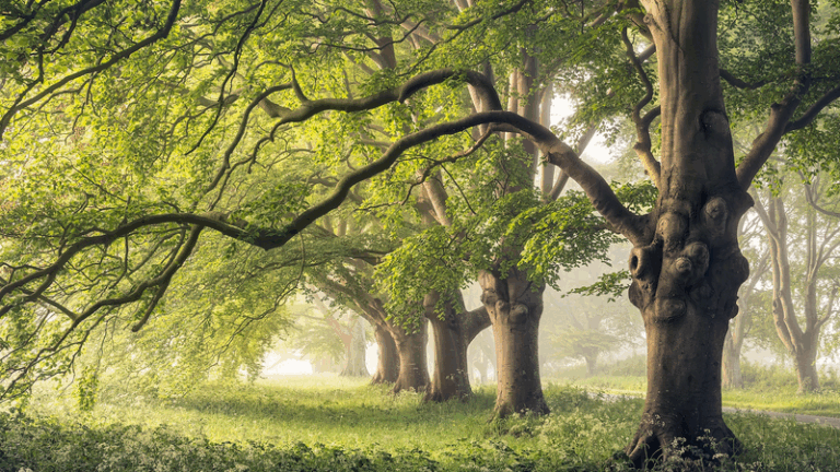 Tree_Trunk_Breathing__Nature_s_Climate_Cool_Down