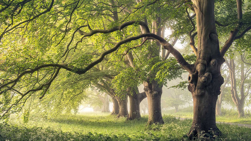 Tree_Trunk_Breathing__Nature_s_Climate_Cool_Down - Namaste Headlines Tree_Trunk_Breathing__Nature_s_Climate_Cool_Down