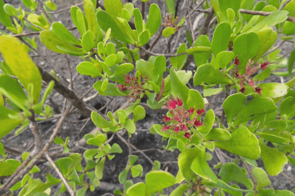 Tropical Treasures: Celebrating Nature’s Richness & Resilience Tropical_Treasures__Celebrating_Nature_s_Richness___Resilience