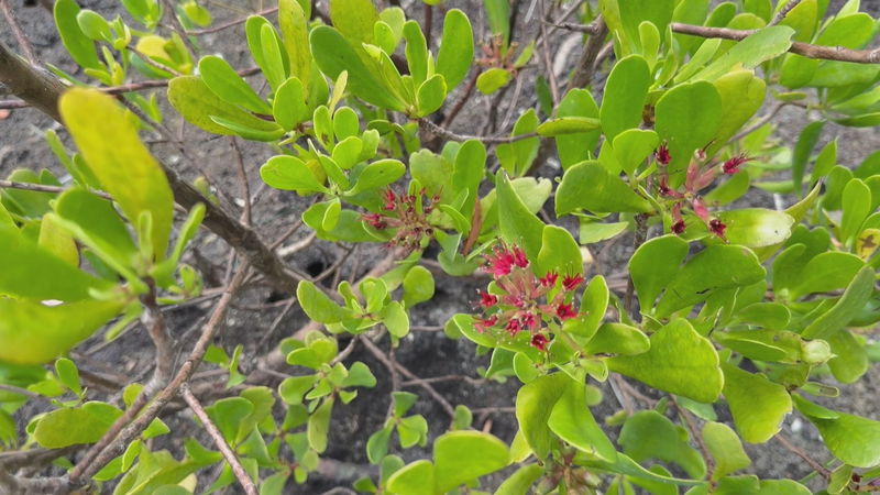 Tropical_Treasures__Celebrating_Nature_s_Richness___Resilience