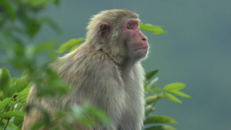 Urban_Jungle__Hong_Kong_s_Nature_Uncovered