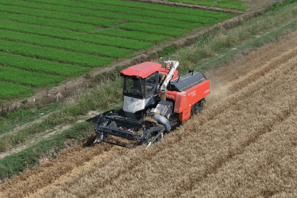 Grain in Ear: China’s Harvest Hype & Plum Rain Season Grain in Ear: China’s Harvest Hype & Plum Rain Season