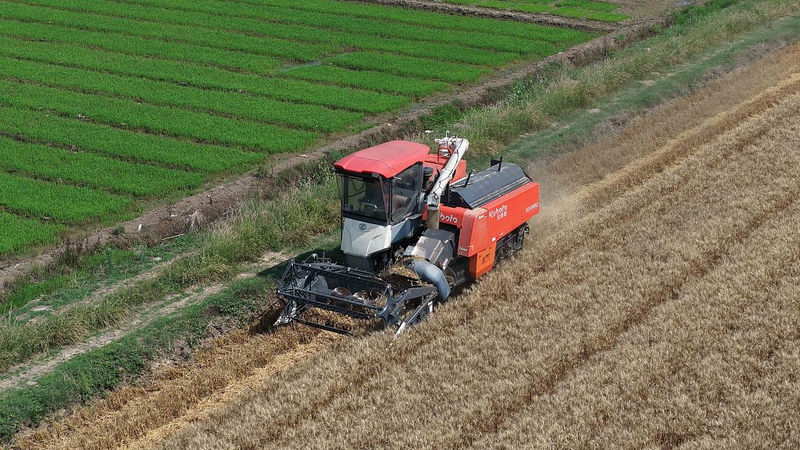 Grain in Ear: China’s Harvest Hype & Plum Rain Season