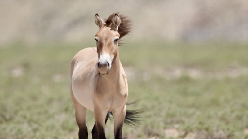 Wild_Revival__Przewalski_s_Horses_Make_a_Comeback_in_Ningxia_poster - Namaste Headlines Wild_Revival__Przewalski_s_Horses_Make_a_Comeback_in_Ningxia video poster