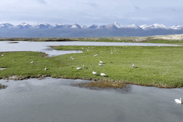 Wild Swan Nesting in Bayinbuluk Shimmers in Xinjiang Wild_Swan_Nesting_in_Bayinbuluk_Shimmers_in_Xinjiang video poster