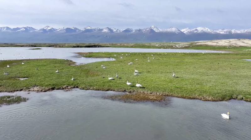 Wild_Swan_Nesting_in_Bayinbuluk_Shimmers_in_Xinjiang_poster - Namaste Headlines Wild_Swan_Nesting_in_Bayinbuluk_Shimmers_in_Xinjiang video poster