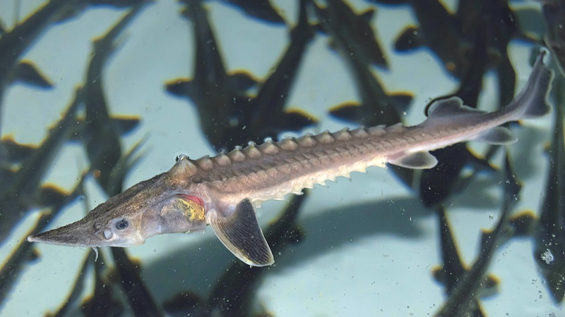 Wild Yangtze Sturgeon Reproduction Sparks New Hope Wild_Yangtze_Sturgeon_Reproduction_Sparks_New_Hope